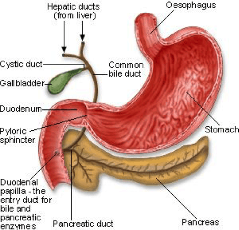 Illustration of ducting between stomach, pancreas, gallbladder and liver. Illustration of ducting between stomach, pancreas, gallbladder and liver.